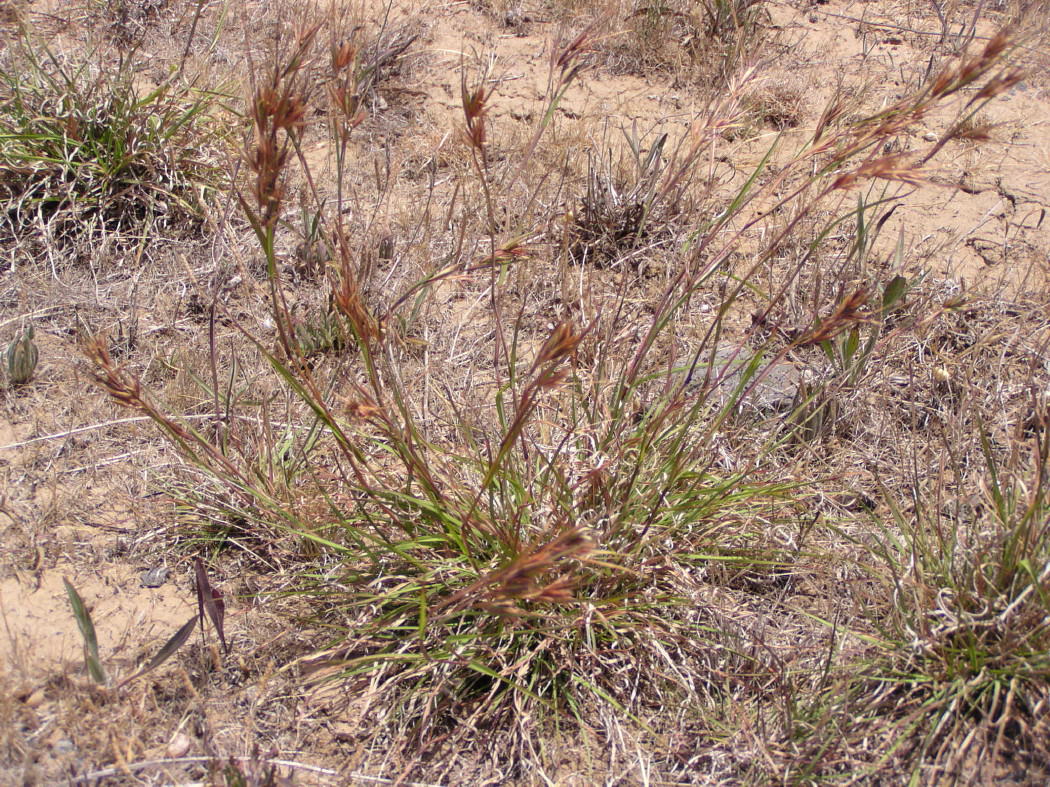 Kangaroo Grass_Themeda triandra_1.jpg